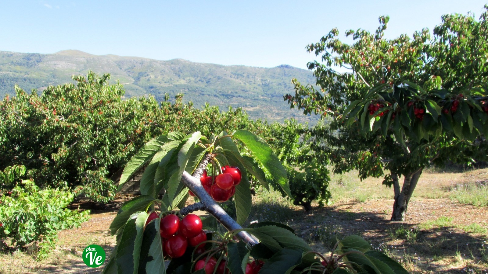 Cerezas al Valle del Jerte