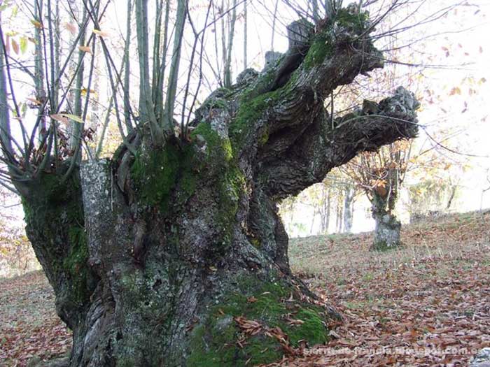 Ruta de los Castaños Centenarios
