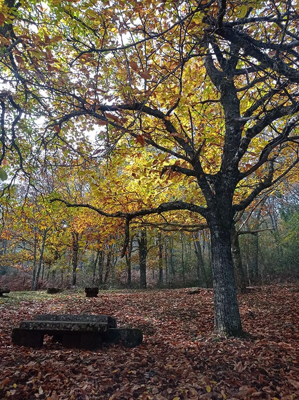 Ruta de la Honfría. Linares de Riofrío